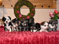 7 Havaneser Malteser Mix Welpen ZOBELZWERGE Abgabe ab Mitte März