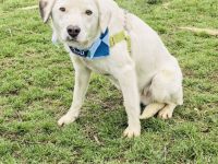 Labbymix sucht ein Körbchen