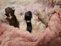 5 kleine Havaneserwelpen geboren
