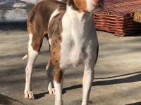 Catahoula Leopard Dog Welpen – NALC-zertifiziert, 2  Rüden!