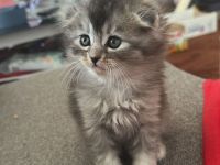 Somali × Maine Coon Kitten – 6 Babys geboren am 18.02.2026