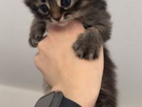 Somali × Maine Coon Kitten – 6 Babys geboren am 18.02.2026