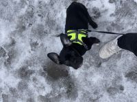 Französische Bulldogge mit Olt Englisch Bulldogge