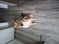 Luna, 8 Monate alt, schweren Herzens abzugeben