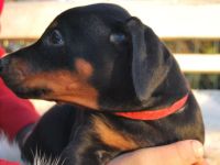 Zauberhafte Dobermann-Welpen suchen ihr Traumzuhause