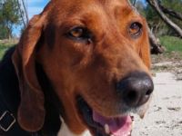 Bella, 12/23 - sanfte Brackendame sucht Familie