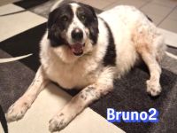 Bruno2, 10/17 - lieber Senior wünscht sich ein ruhiges Zuhause