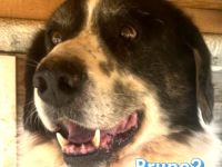 Bruno2, 10/17 - lieber Senior wünscht sich ein ruhiges Zuhause