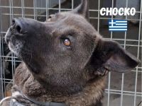 Chocko, 01/22 - einst geliebter Familienhund...dann Wegwerfartikel beim Umzug