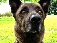 Chocko, 01/22 - einst geliebter Familienhund...dann Wegwerfartikel beim Umzug
