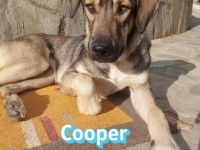 Cooper, 02/25 - großer Kumpel sucht Familie