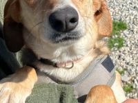 Daisy, 02/24 - treues Mädel sucht treue Familie