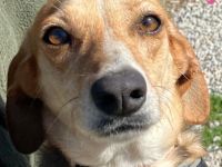 Daisy, 02/24 - treues Mädel sucht treue Familie