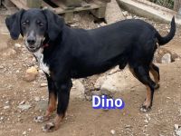 Dino2, 01/24 - wurde in den Bergen ausgesetzt