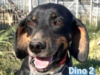 Dino2, 01/24 - wurde in den Bergen ausgesetzt