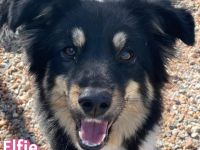 Elfie, 10/24 - süßes Wuschelchen sucht Familie