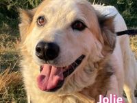 Jolie, 08/24 - sanfte, freundliche Hündin sucht sicheren Hafen