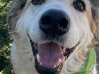 Jolie, 08/24 - sanfte, freundliche Hündin sucht sicheren Hafen