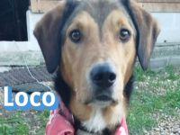 Loco, 08/22 - lebt sehr gut mit seiner Epilepsie!