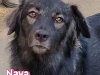 Naya, 11/24 - zauberhaftes Wuschelchen sucht seine Menschen