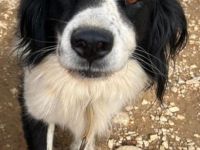 Rocco, 09/24 - Border Collie Mix sucht Familie