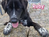 Ruby und Rocky, 10/25 - schüchterne Lady wartet in 67454 Haßloch, schüchterner Bub in 67227 Frankent