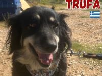 Trufa, 12/23 - freundliches Mädel sucht schönes Plätzchen