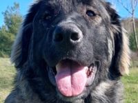 Zeus, 06/25 - sanfter, freundlicher Riese sucht Familie