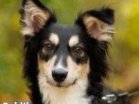 VERMITTLUNGSHILFE Bublik, 12/24 - wartet in 95679 Waldershof auf eine Chance