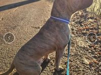 Baxx sucht ein neues Zuhause