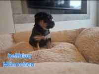 Zwergpinscher- pomeranian