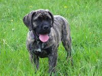 BOERBOEL WELPEN
