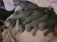 canadian Sphynx Kitten