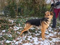 bezaubernte Schäferhund-Mix Junghündin "Luzzy"