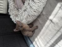 Wunderschöne Sphynx Elf Babys zur Reservierung