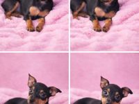 Zwergdack - Zwergpinscher Welpen suchen ein neues Zuhause