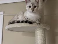 Weiblich BKH Mix Bengal Snow