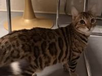 2 Bengal x Britisch Kurzhaar Mix Katze (getigert) Und Snow abzugeben 9 Monate