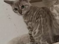 Reinrassige Bengal Katze (weiblich) abzugeben Sterillisiert und gechippt