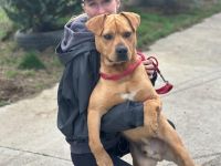 Besonderer Hund für besondere Menschen: Coyoti sucht Gedulds-Profis