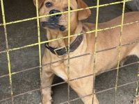 Besonderer Hund für besondere Menschen: Coyoti sucht Gedulds-Profis