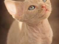 Mauwyn Devon Rex Kitten — lilac, Blue, tortie