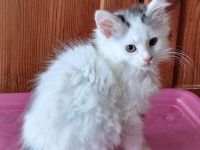 Maine Coon Kitten /Kater