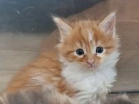 Maine Coon Kitten /Kater