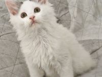 Maine Coon Kitten /Kater auszugsbereit