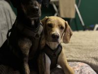 Unzertrennliches Hunde-Duo sucht liebevolles Zuhause