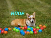 Wunderschöne Reinrassige Welsh Corgi Pembroke Welpen auf Familiensuche