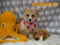Wunderschöne Reinrassige Welsh Corgi Pembroke Welpen auf Familiensuche