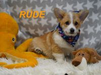 Wunderschöne Reinrassige Welsh Corgi Pembroke Welpen auf Familiensuche