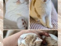 BKH  Kitten Kater creme-white mit Stammbaum – verschmust & neugierig – sofort abgabebereit